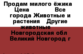 Продам милого ёжика › Цена ­ 10 000 - Все города Животные и растения » Другие животные   . Новгородская обл.,Великий Новгород г.